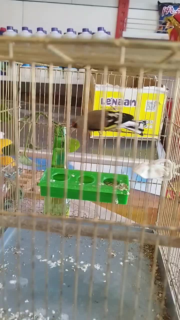 سهره نر|پرنده|سیرجان, |دیوار