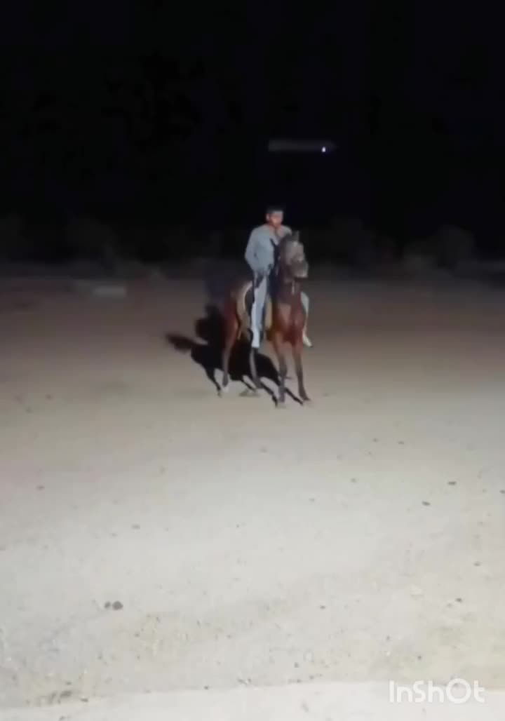 مادیون اصیل کورد سردم گیر پرخون معاوضه با گوسفند|اسب و تجهیزات اسب‌سواری|کنگاور, |دیوار