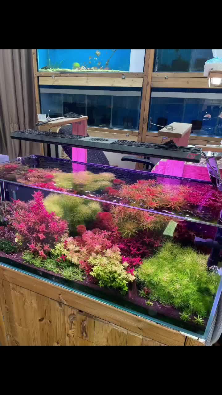 گیاهان خاص اکواریوم پلنت هلندی|ماهی|تهران, دولتخواه جنوبی|دیوار