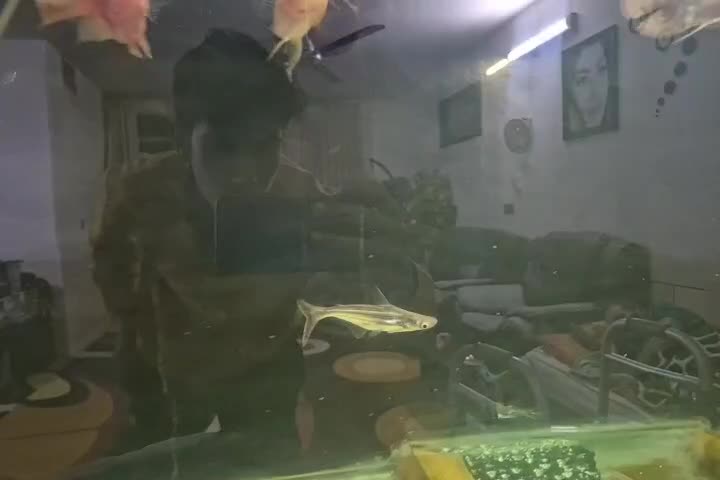 ماهی پنگوسی گیاهخوار پنج بند|ماهی|شیراز, هفت تنان|دیوار