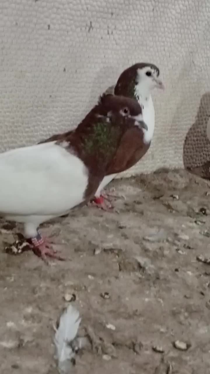 کبوتر آنتیک|پرنده|خرم‌آباد, |دیوار