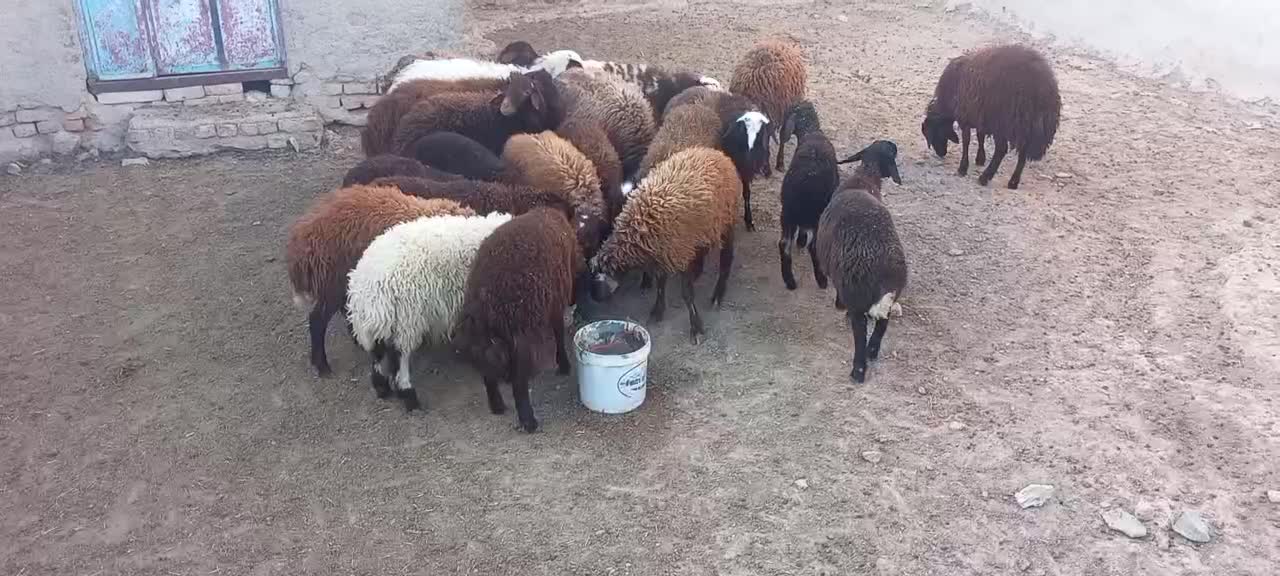 بره نر و ماده|حیوانات مزرعه|مهاجران, |دیوار