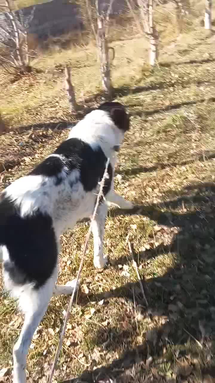 سگ گله|سگ|سراب, |دیوار