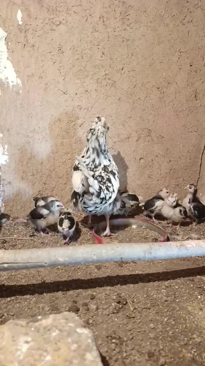 مرغ و جوجه های فول کیفیت گلین|حیوانات مزرعه|سمنان, |دیوار