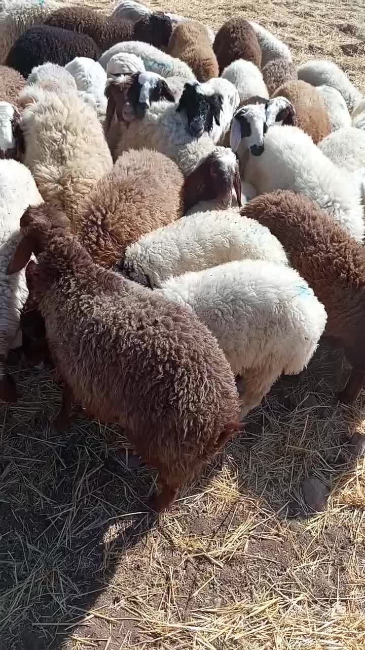 بره پروارچاق از40کیلوتا55کیلو|حیوانات مزرعه|چرداول, |دیوار