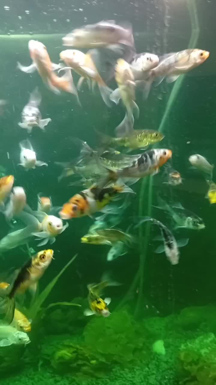 ماهی کوی ده سانتی باله بلند انواع نژاد|ماهی|کرمان, |دیوار