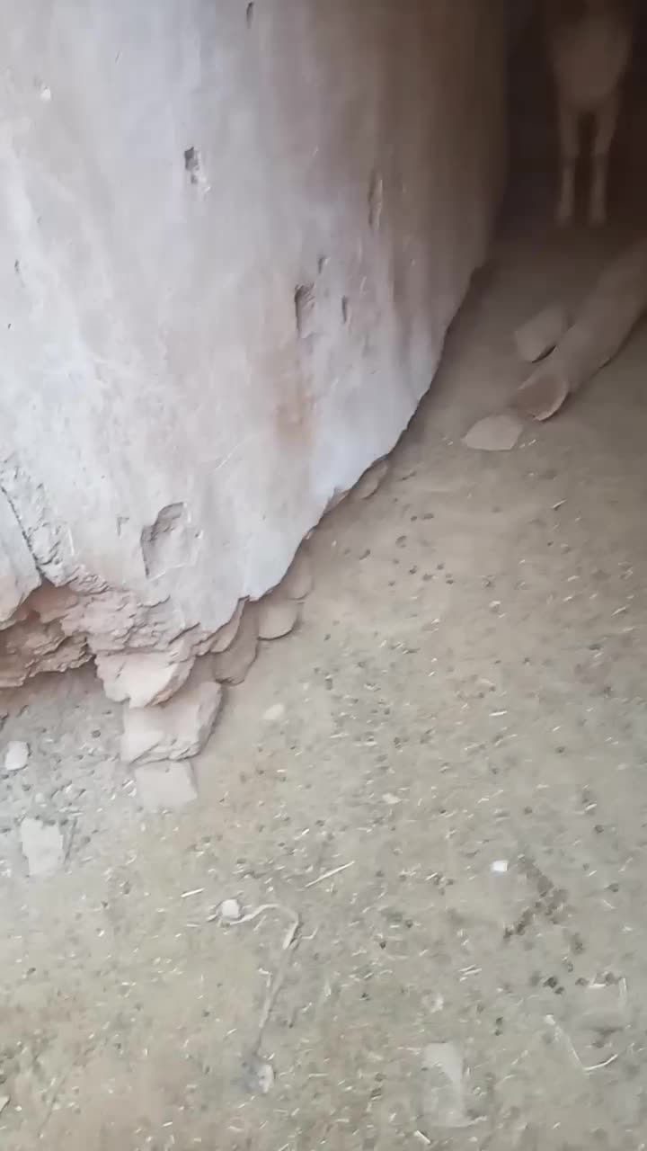 ۱۰ عدد بز اوستن به فروش میرس|حیوانات مزرعه|فردوس (خراسان), |دیوار