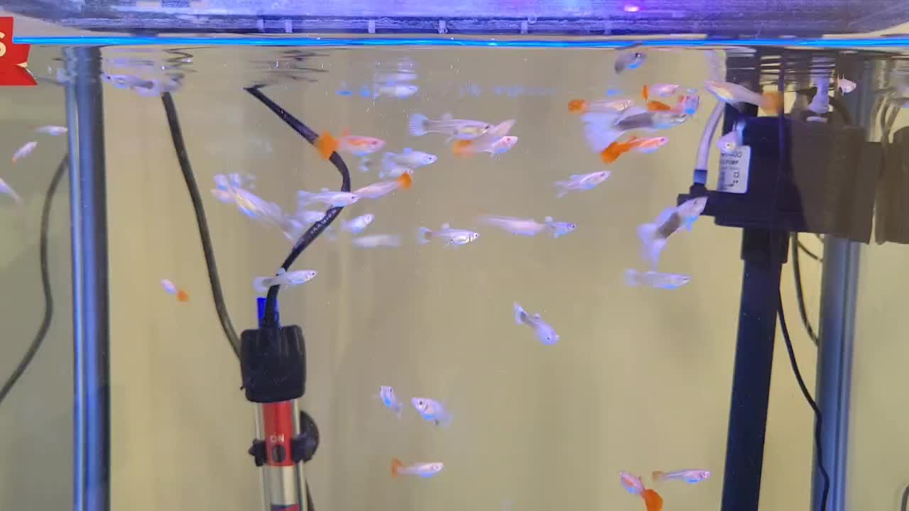 ماهی گوپی ۳ ماهه به بالا|ماهی|تهران, تهرانپارس غربی|دیوار