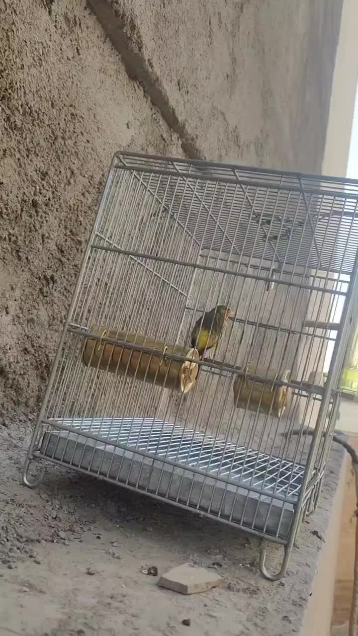 سهره قناری دهن سهره|پرنده|ری, علایین|دیوار