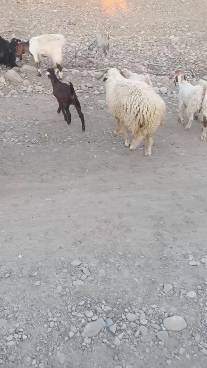 بز و بره|حیوانات مزرعه|میناب, |دیوار