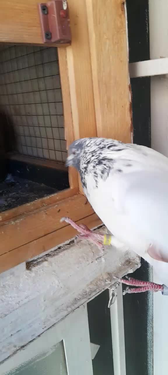 کله دوم سبز|پرنده|شهریار, یوسف آباد صیرفی|دیوار