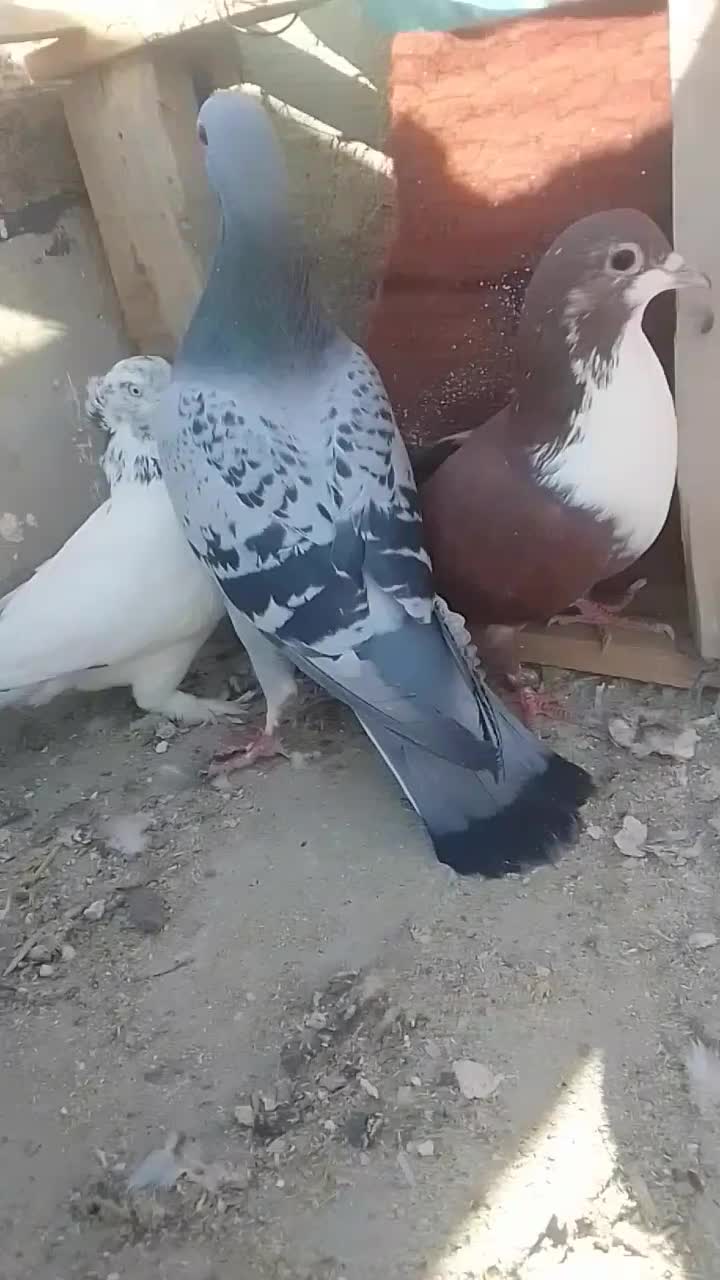 دستبند ک ف تر فرو شی هردو باهم|بدلیجات|میبد, |دیوار