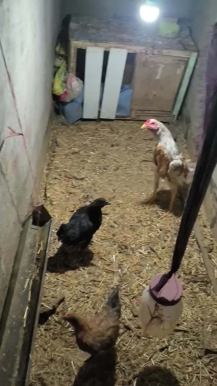 خروس جوجه|حیوانات مزرعه|قم, نوقطار|دیوار