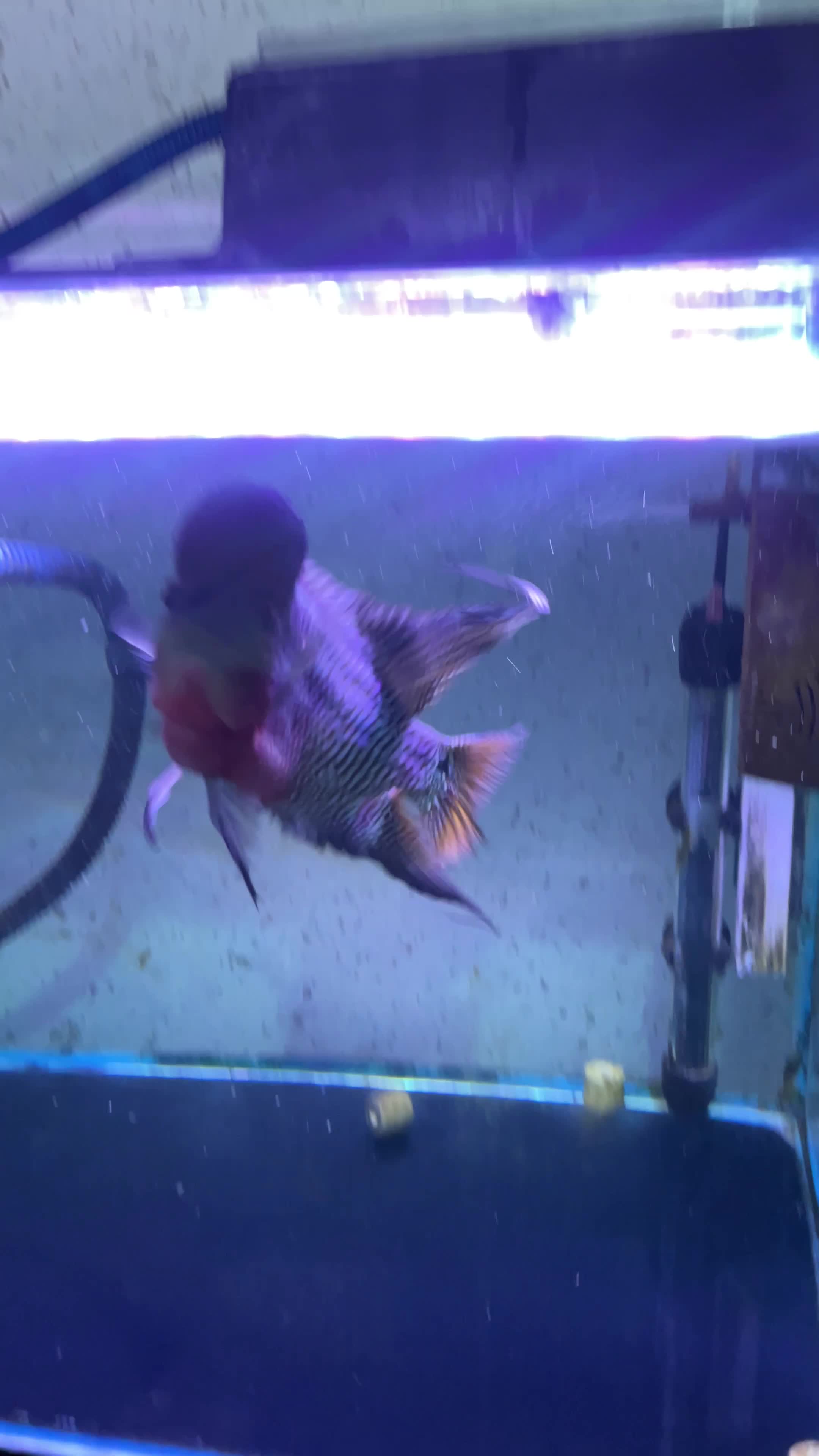 ماهی فلاور|ماهی|شیراز, غدیر جنوبی|دیوار