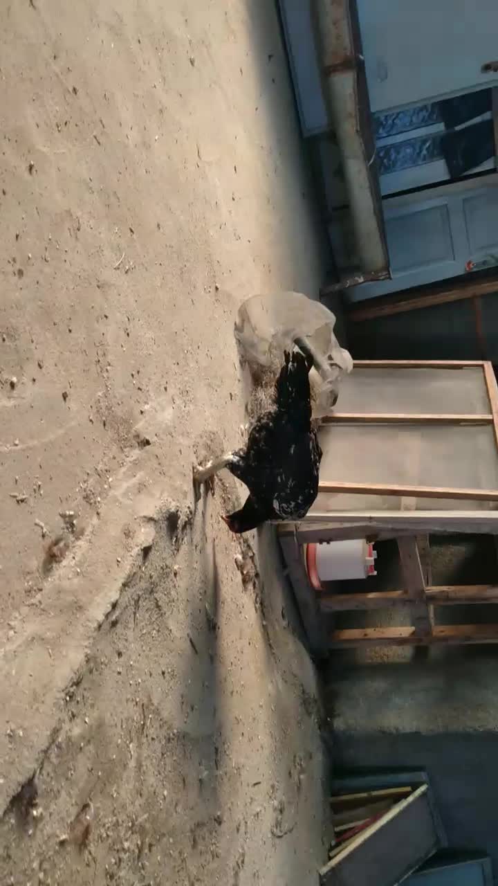 مرغ لاری با مرغ پاپر|حیوانات مزرعه|گمیشان, |دیوار