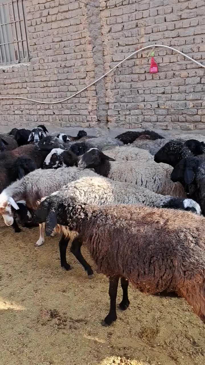 میش جوون و سالم سیاه کبود اصل قمی|حیوانات مزرعه|سلفچگان, |دیوار