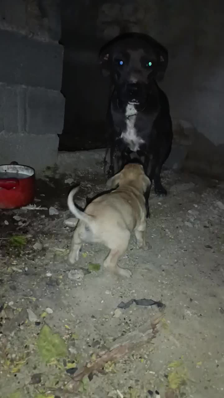 ×سگ امرکن بولی اورجینال ماده×|سگ|کرج, کمالشهر|دیوار