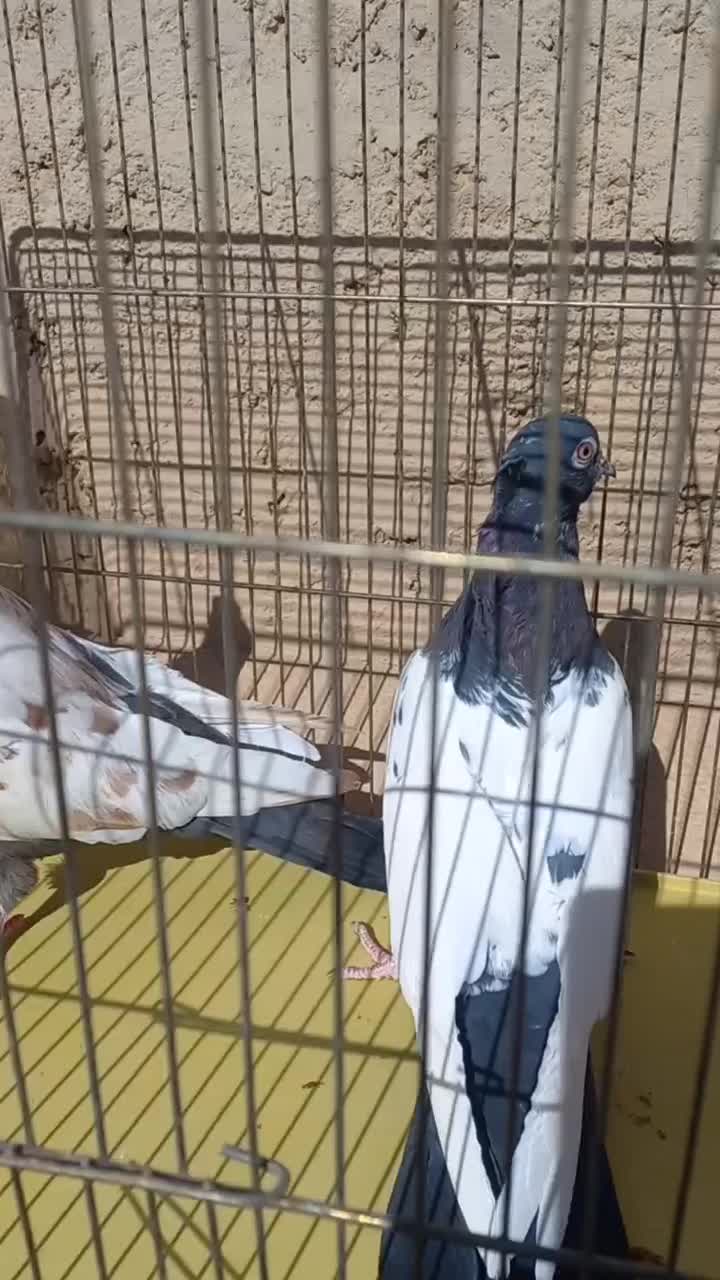 کفتر|پرنده|اردکان, |دیوار