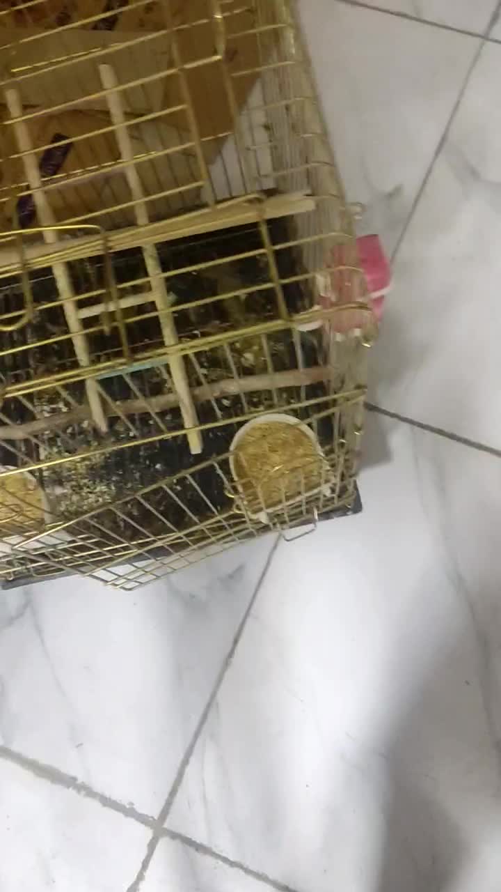 عروس هلندی ماده|پرنده|نسیمشهر, |دیوار