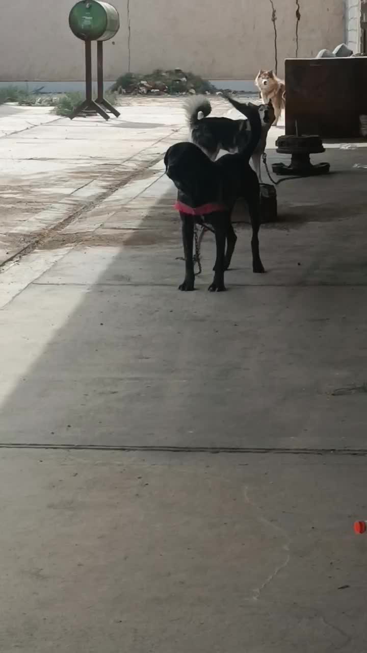 سگ دورگه افغان|سگ|سیرجان, |دیوار