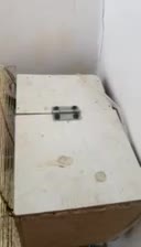 کوتوله برزیلی|پرنده|زاهدان, |دیوار