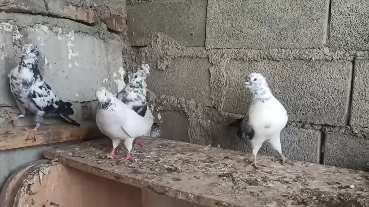 کبوتر تکپر|پرنده|مینودشت, |دیوار