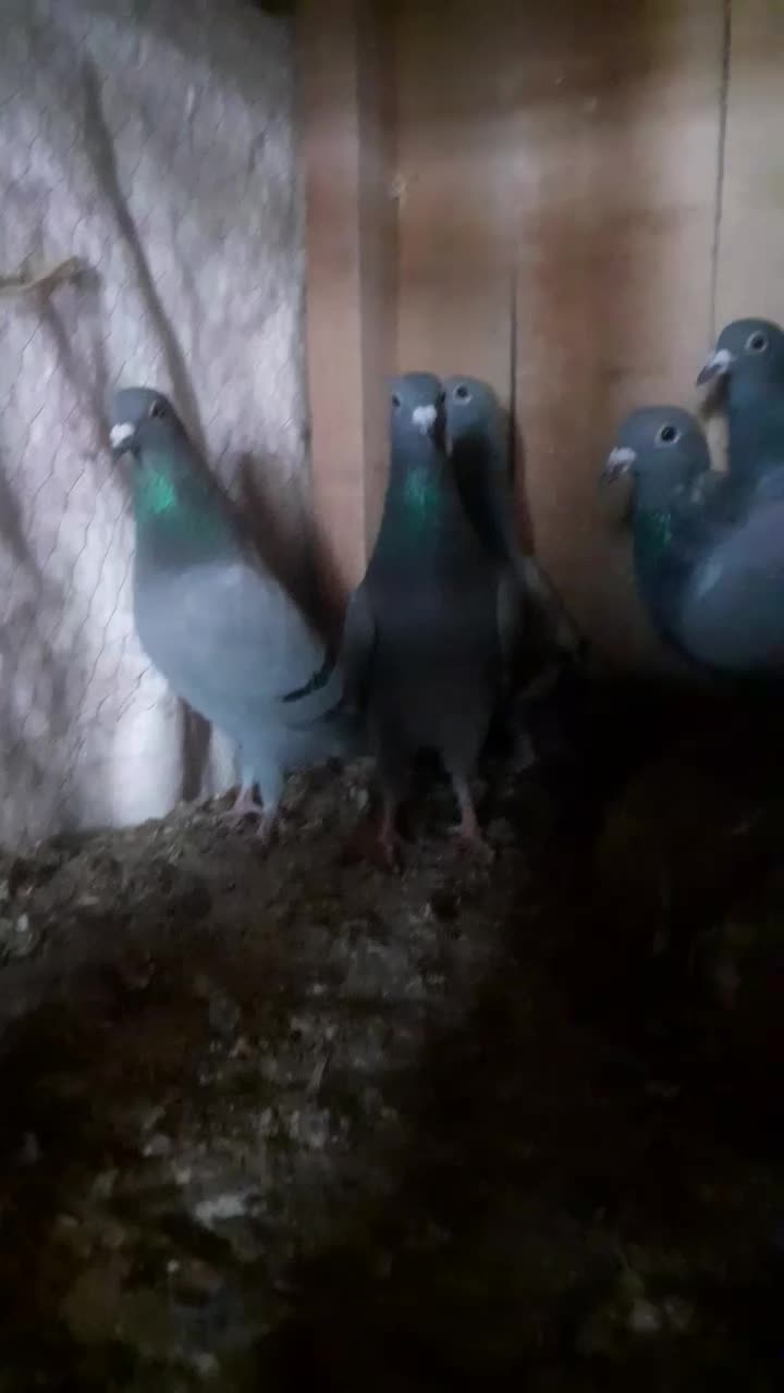 آلمانی|پرنده|شاهرود, |دیوار