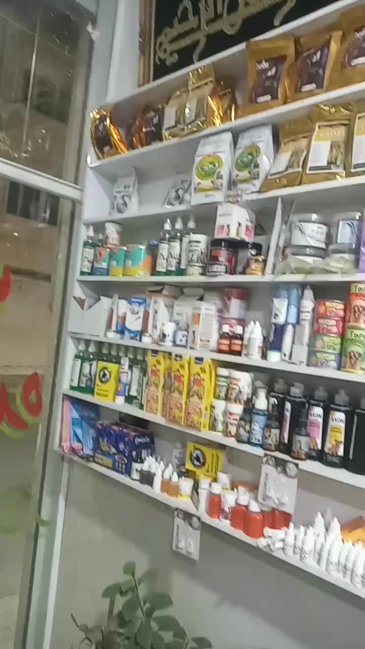 پت شاپ‌دکتر دان ،چخ کفتره رنگی و قلدور پرشی|پرنده|مشهد, کشف|دیوار