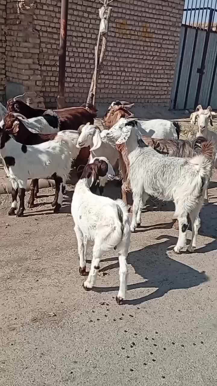 ده بز عالی|حیوانات مزرعه|بردسکن, |دیوار