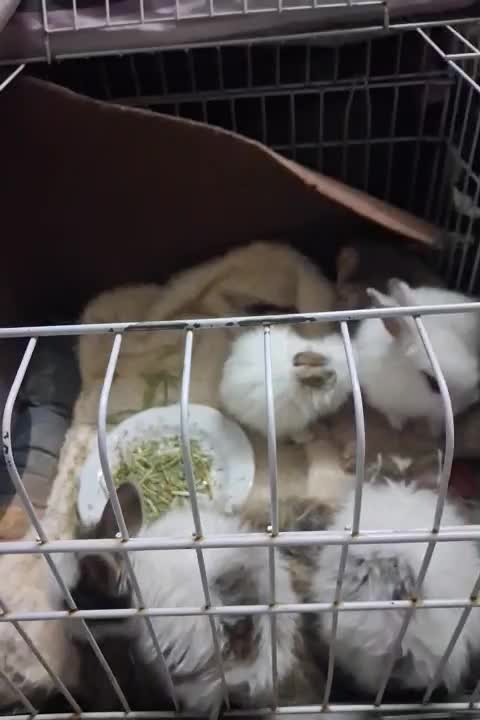 خرگوش|موش و خرگوش|تهران, راه آهن|دیوار