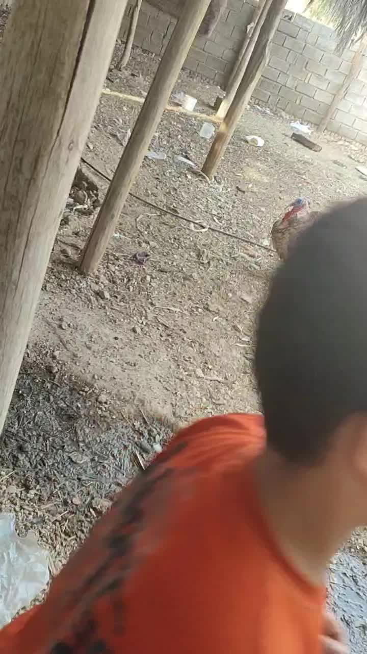 بوقلمون|حیوانات مزرعه|داراب, |دیوار