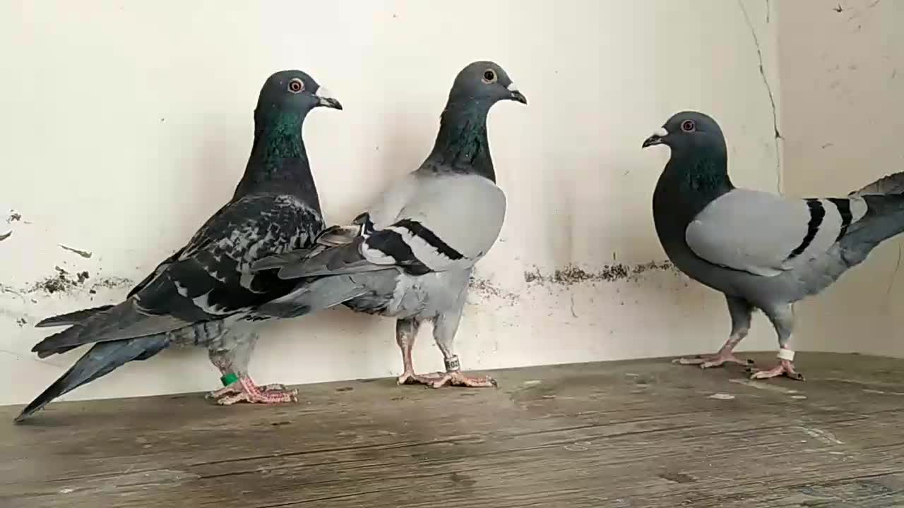 کبوتر پلاکی آلمانی مسافتی.پرشی . پولکی چاپی .سبز|پرنده|مشهد, آزادشهر|دیوار