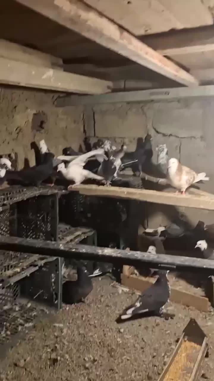 فروش کبوتر|پرنده|محمدبار, |دیوار