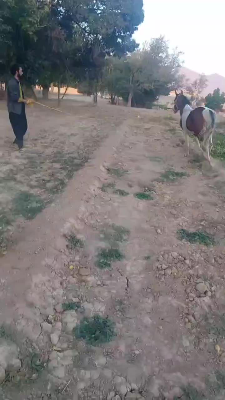 اسب|اسب و تجهیزات اسبسواری|تیران, |دیوار