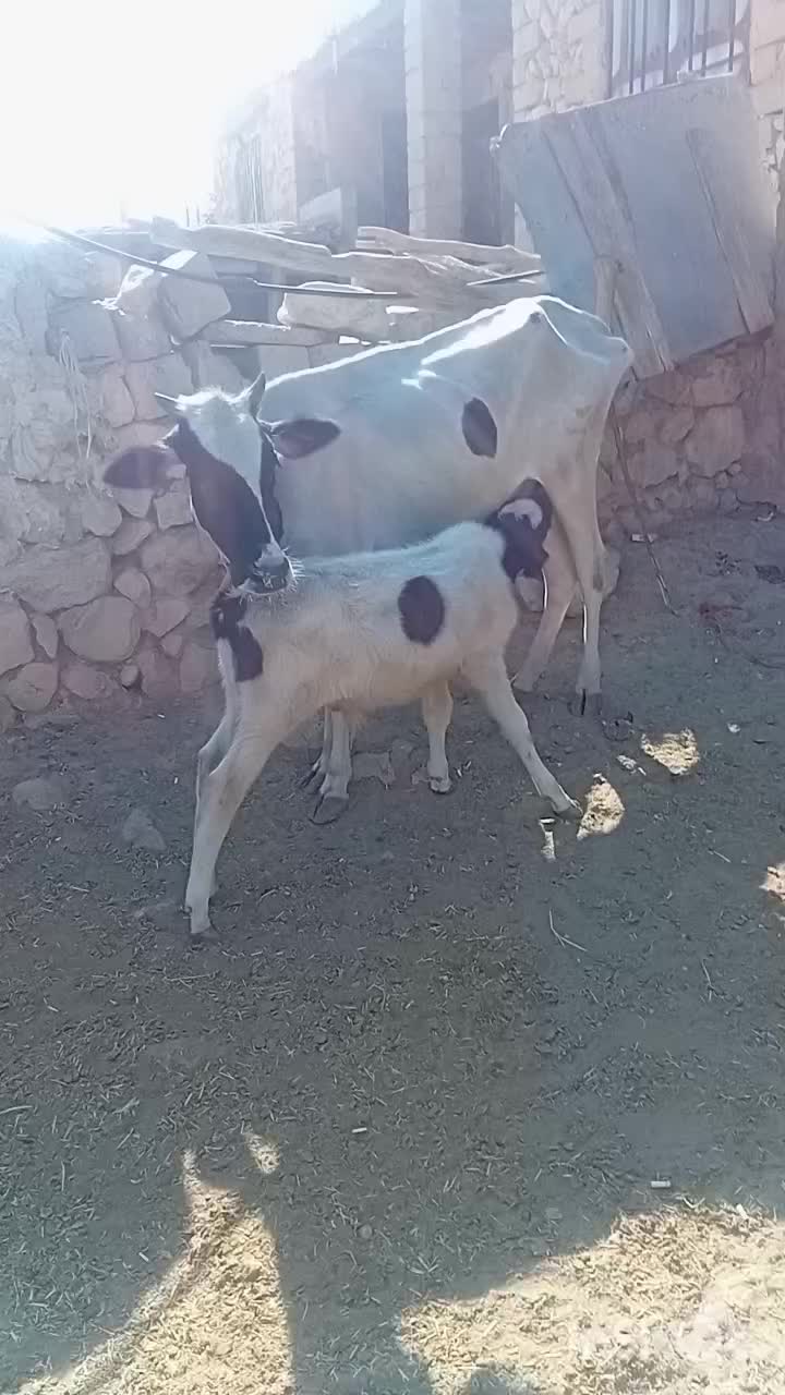 گوساله با گاو|حیوانات مزرعه|ابرکوه, |دیوار