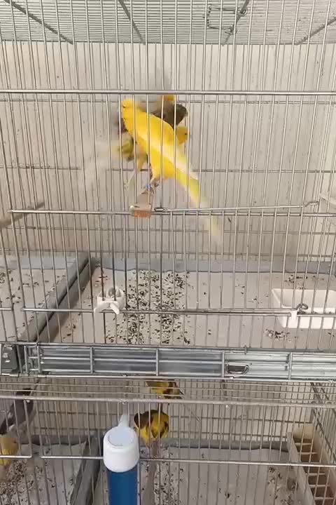 سوپری سوخته،اوپال،کبالت ،فائو جفتی،رسمی بلند|پرنده|تهران, جنت‌آباد جنوبی|دیوار