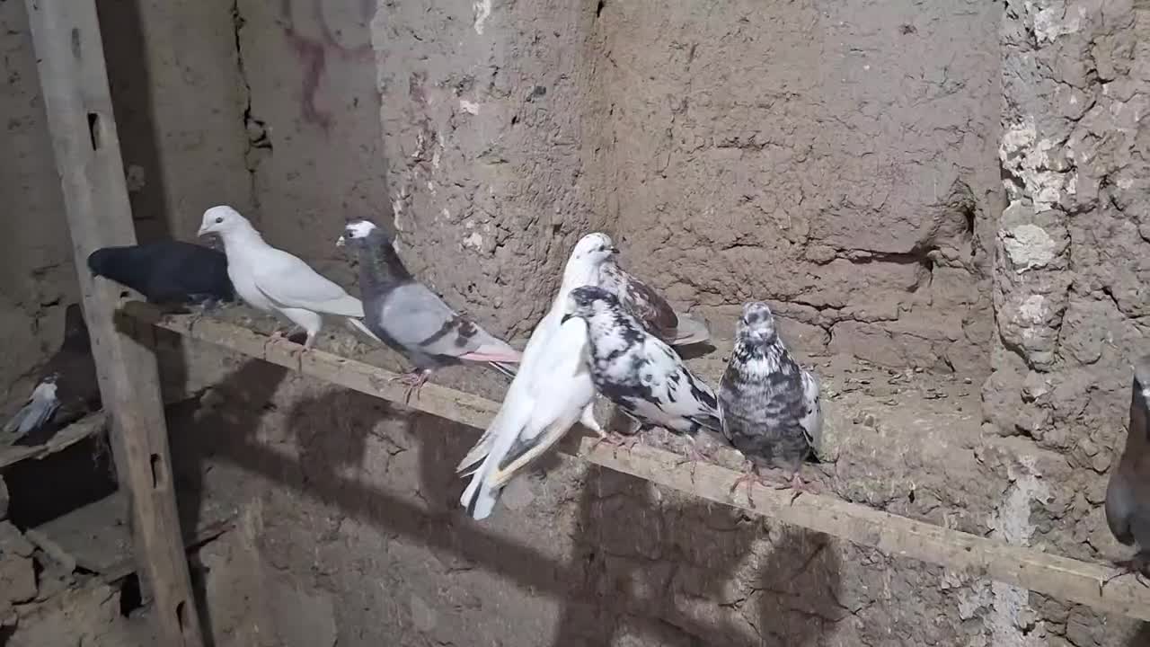 کبوتر تهرانی|پرنده|بهار, |دیوار