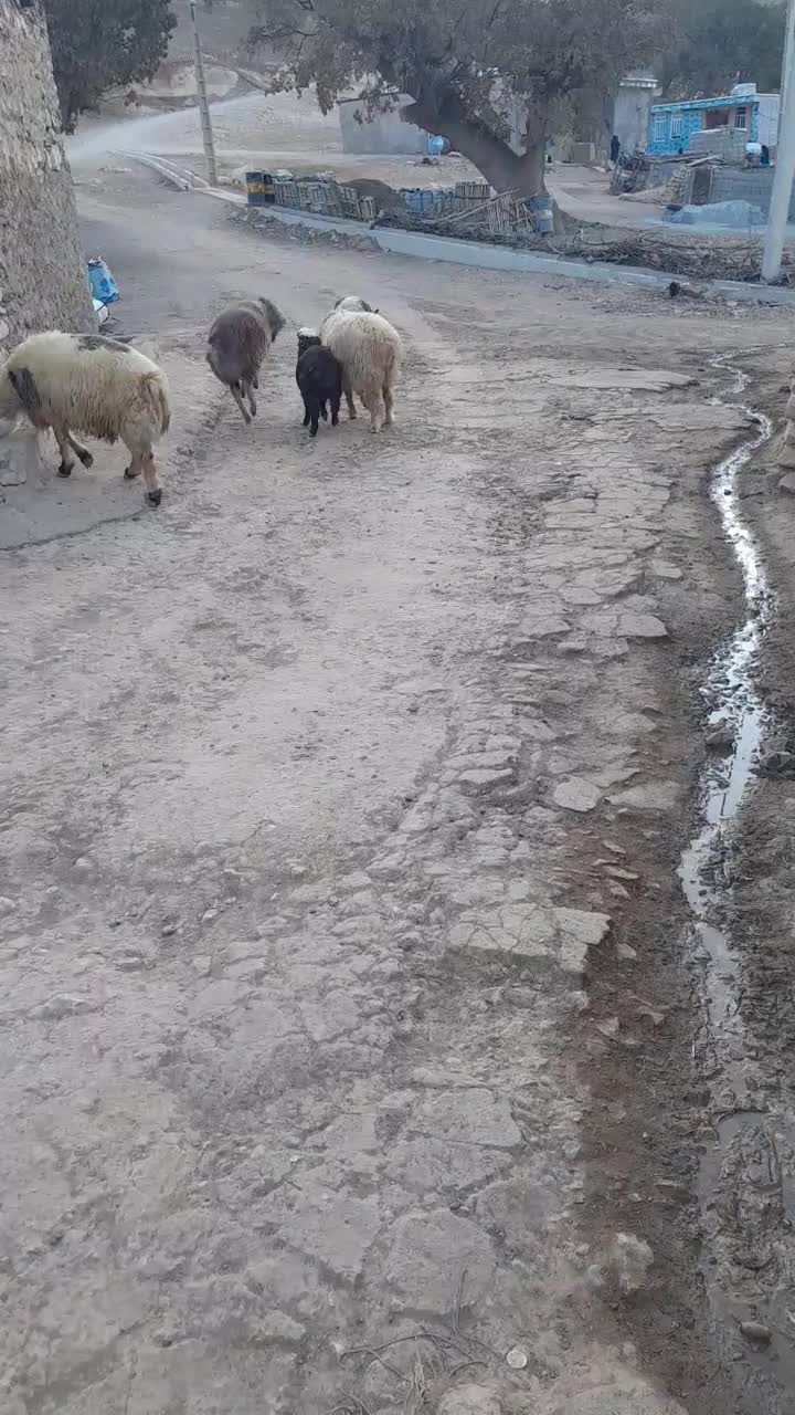 فروش شیشک قوچ بره و میش|حیوانات مزرعه|لردگان, |دیوار