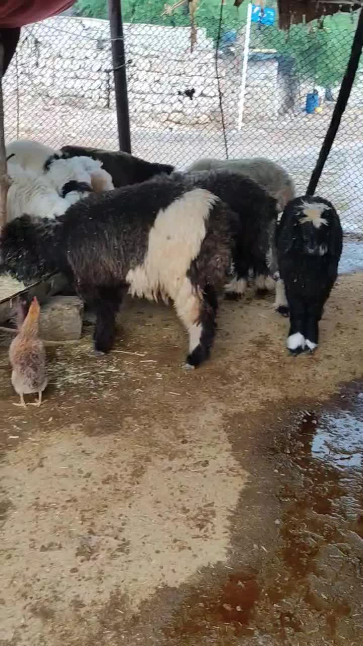 بره لری|حیوانات مزرعه|مسجد سلیمان, |دیوار