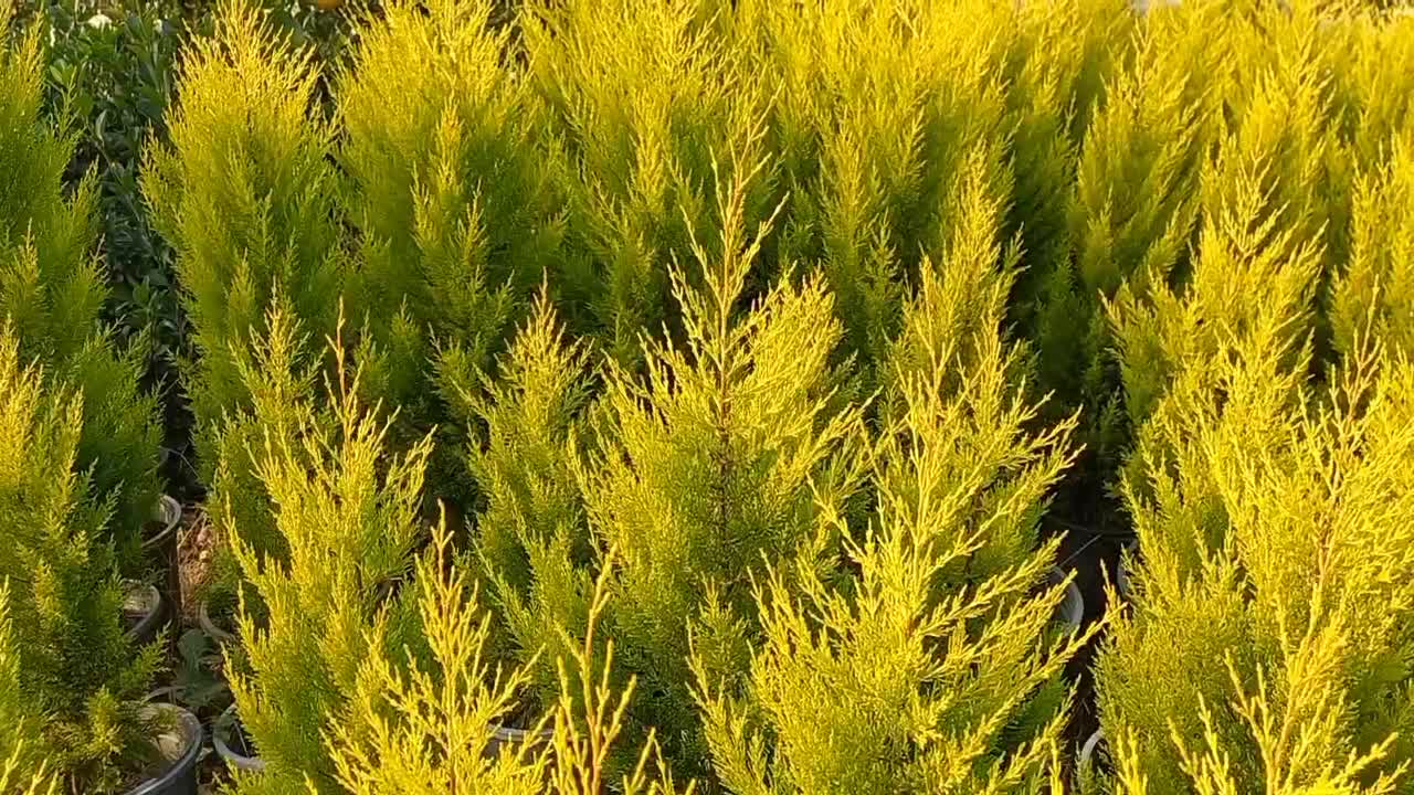 کاج لاوسون گلدان۳/۵و۱۲|گل و گیاه طبیعی|کلاچای, |دیوار