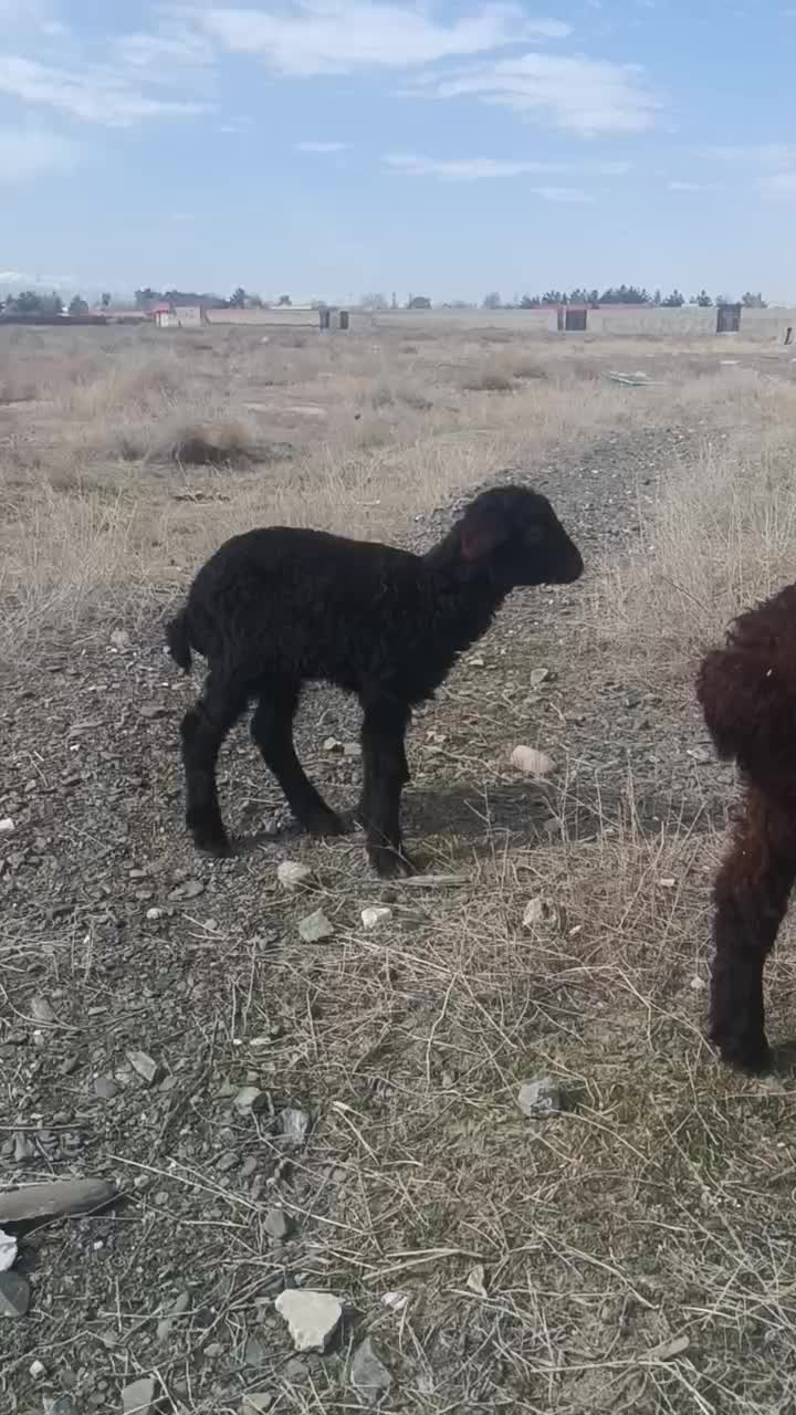 بره‌شیری|حیوانات مزرعه|مشهد, کلاته برفی|دیوار