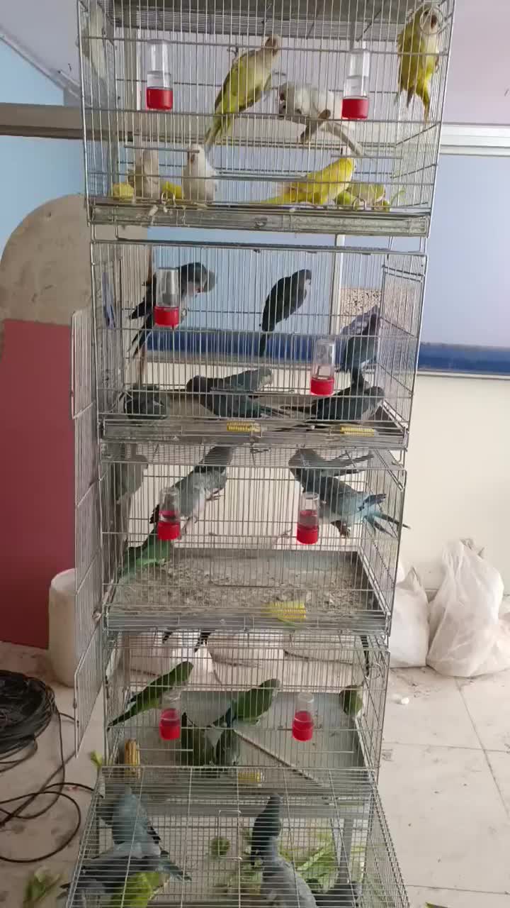 کواکر راهب گرین تعداد|پرنده|اصفهان, عطار نیشابوری|دیوار