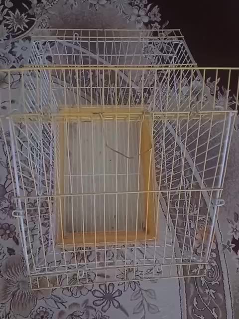 قفس|لوازم جانبی حیوانات|ایلام, |دیوار