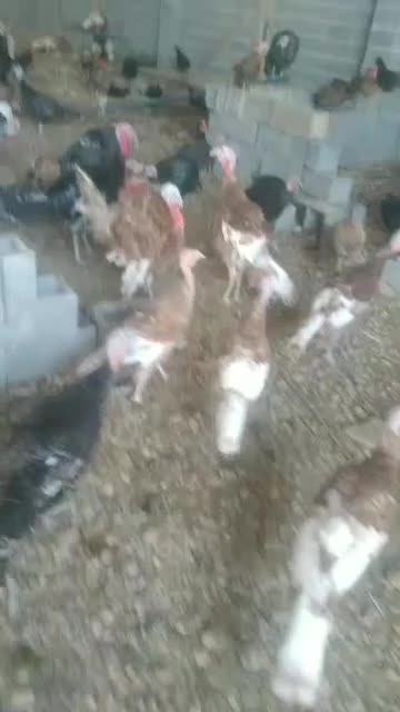 بوغلمون محلی|حیوانات مزرعه|شیبکوه (فارس), |دیوار