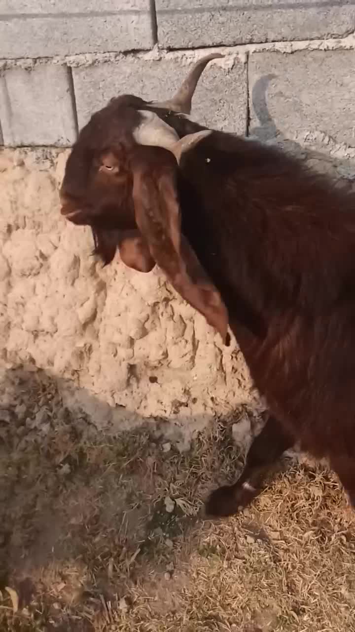 تگه پاکستانی اصل|حیوانات مزرعه|میلاجرد, |دیوار