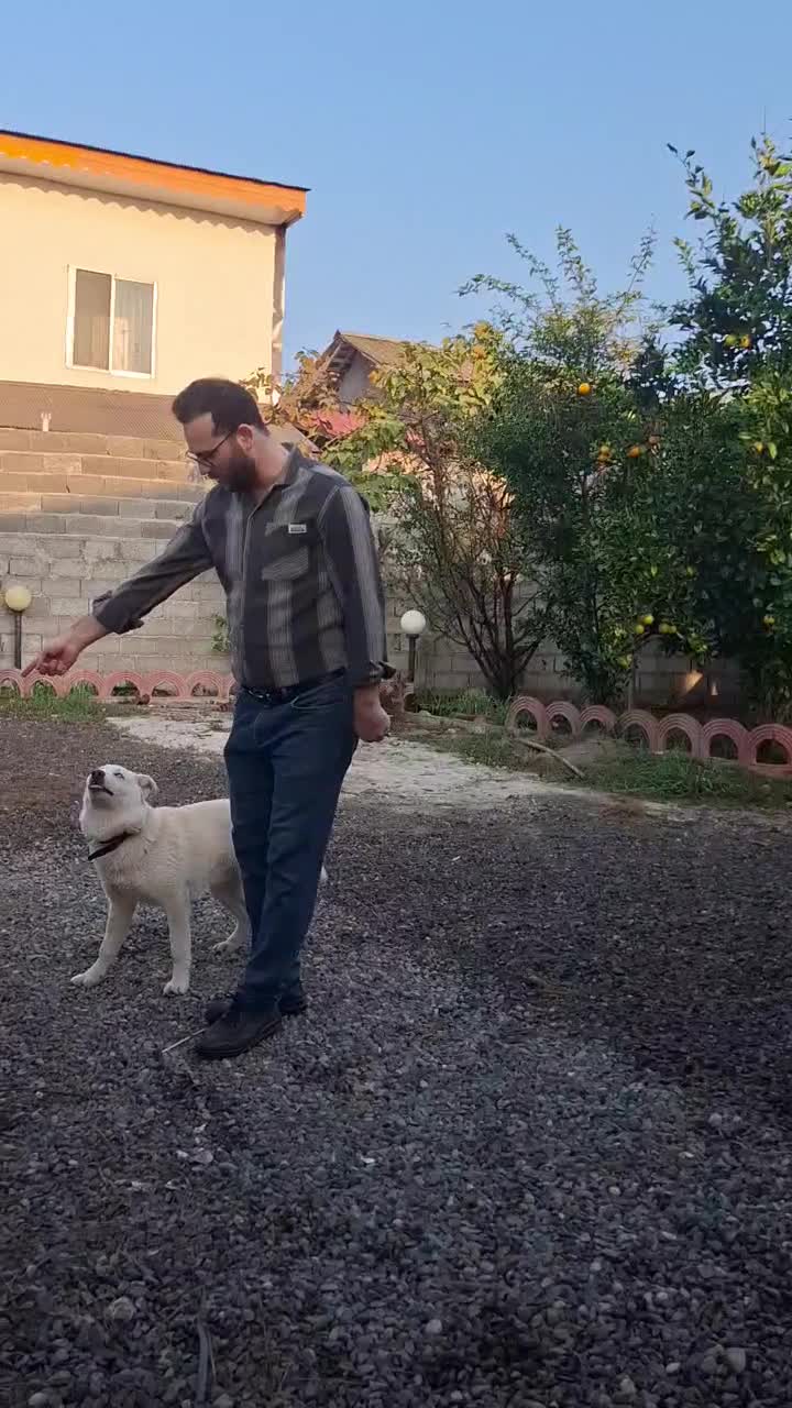 توله هاسکی نر آموزش دیده|سگ|رشت, جانبازان|دیوار