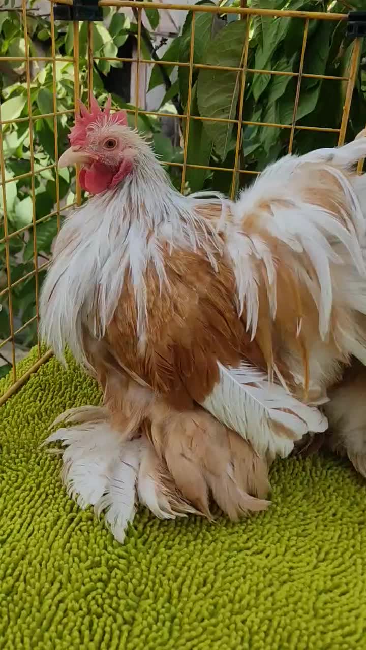 مرغ وخروس زینتی (کوشین)|حیوانات مزرعه|مشهد, نیروی هوایی|دیوار