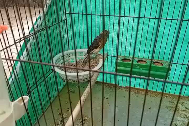 قناری ماده|پرنده|کبودرآهنگ, |دیوار