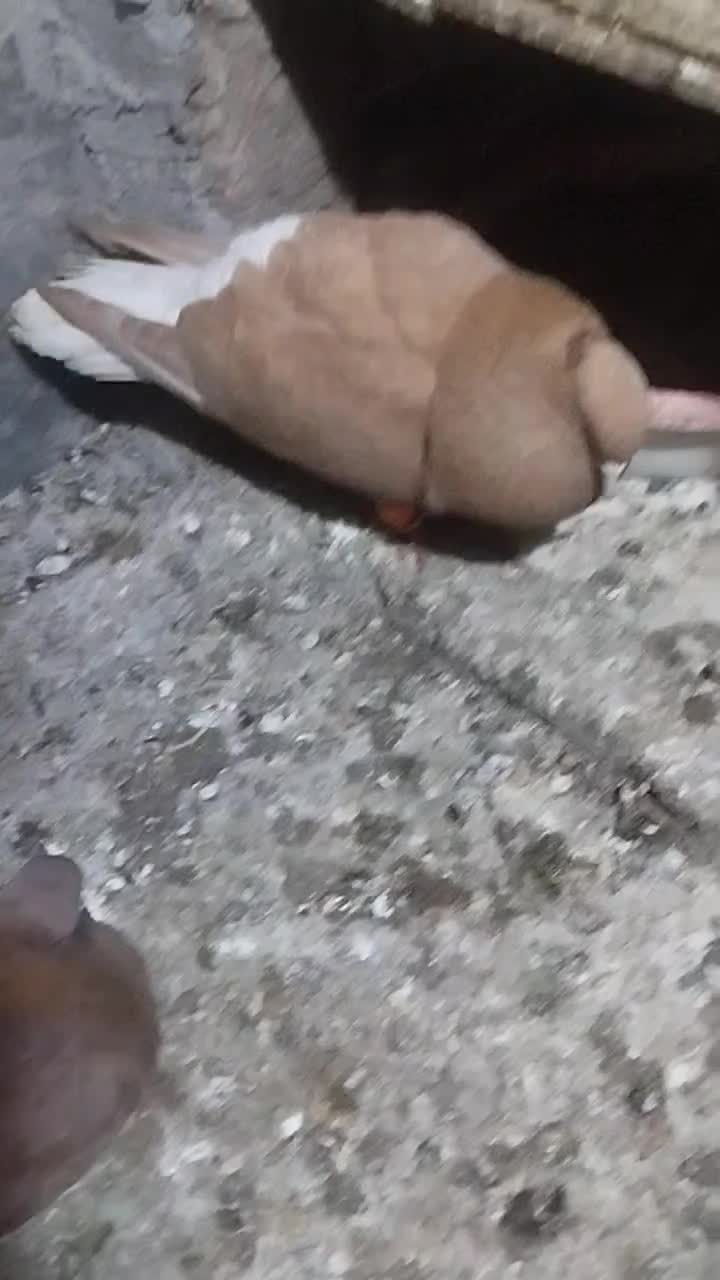 دم سفید|پرنده|گنبد کاووس, |دیوار