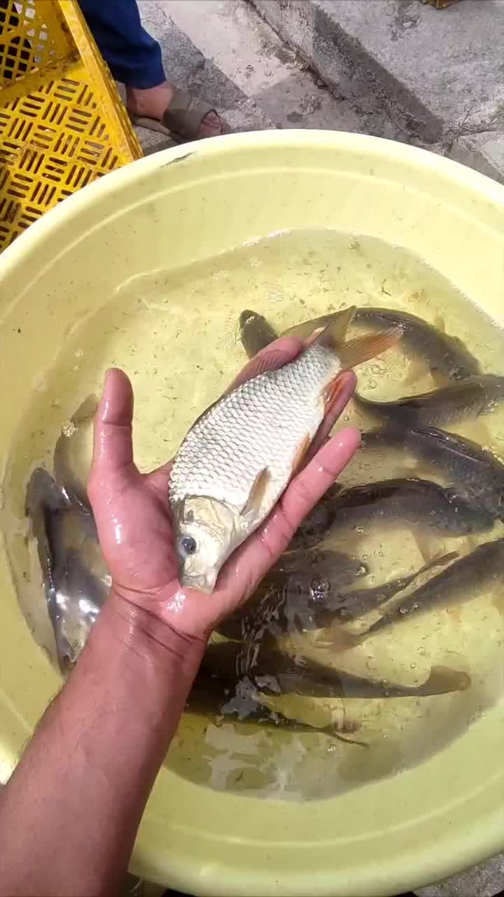 بچه ماهی کپور بشقابی|ماهی|شهرکرد, |دیوار